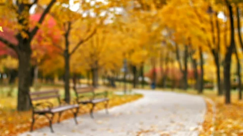 Stock Video Park During Fall Covered With Dry Leaves Live Wallpaper - Free Live Wallpaper