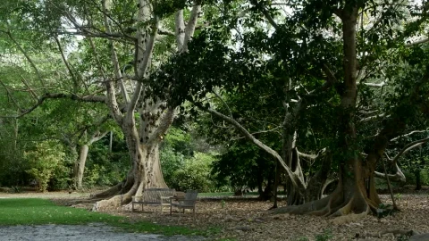 Stock Video Park With Tropical Trees Live Wallpaper - Free Live Wallpaper