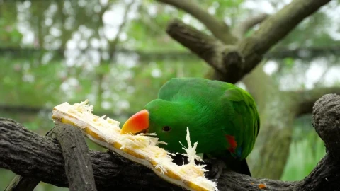 Stock Video Parrot Eating A Sugar Cane Live Wallpaper - Free Live Wallpaper