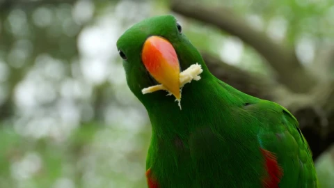 Stock Video Parrot Eating Close Up Live Wallpaper - Free Live Wallpaper