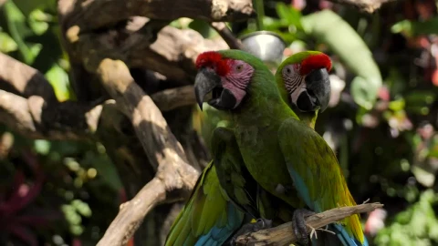 Stock Video Parrots On A Branch In A Nature Reserve Live Wallpaper - Free Live Wallpaper