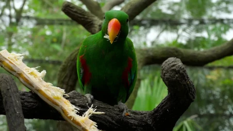 Stock Video Parrot Eating In A Tree Branch Live Wallpaper - Free Live Wallpaper