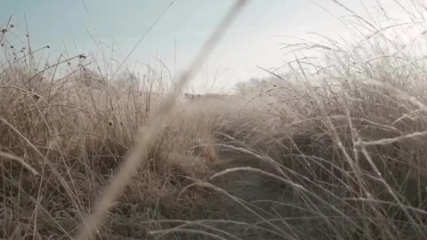 Stock Video Passing Through Dry Grass In A Forest Live Wallpaper - Free Live Wallpaper