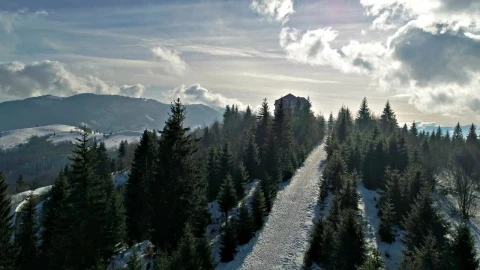 Stock Video Path Among The Pines Of A Mountain In Winter Live Wallpaper - Free Live Wallpaper