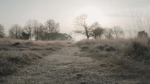 Stock Video Path In A Forest During Winter Live Wallpaper - Free Live Wallpaper