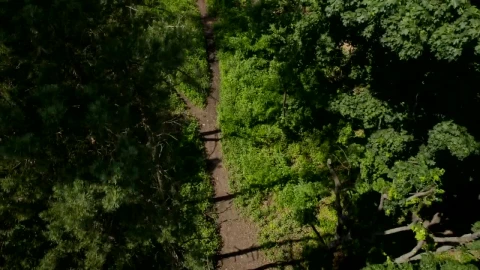 Stock Video Path In The Forest Aerial Shot Live Wallpaper - Free Live Wallpaper