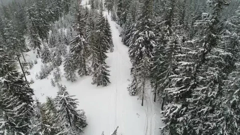 Stock Video Path In A Snowy Forest In The Mountains Live Wallpaper - Free Live Wallpaper