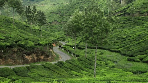 Stock Video Path In The Green Countryside Live Wallpaper - Free Live Wallpaper