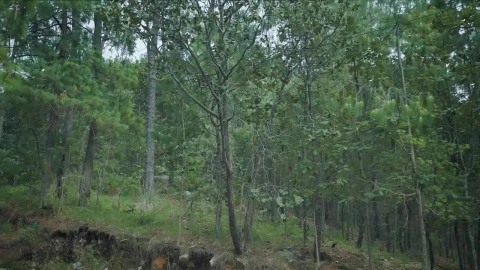 Stock Video Path In The Middle Of A Forest Surrounded By Many Live Wallpaper - Free Live Wallpaper