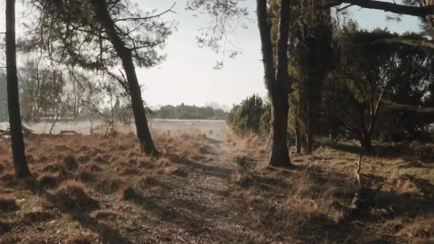 Stock Video Path Running Through Dry Grass Live Wallpaper - Free Live Wallpaper