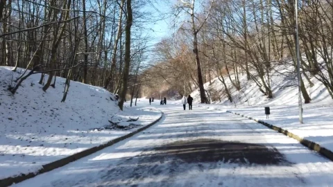 Stock Video Path Through A Snowy Forest Of Dry Trees Live Wallpaper - Free Live Wallpaper