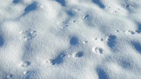 Stock Video Paw Prints In The Snow Live Wallpaper - Free Live Wallpaper