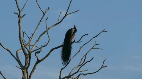 Stock Video Peacock In A High Tree Branch Live Wallpaper - Free Live Wallpaper