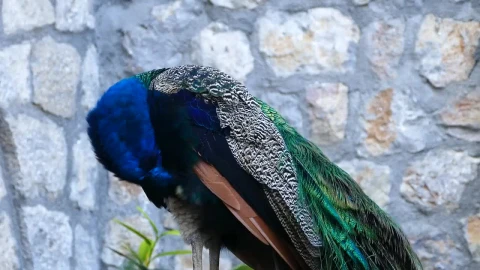 Stock Video Peacock Looking Around Live Wallpaper - Free Live Wallpaper