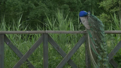 Stock Video Peacock On A Wooden Fence Live Wallpaper - Free Live Wallpaper