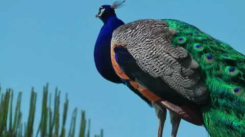 Stock Video Peacock Standing With The Sky In The Background Low View Live Wallpaper - Free Live Wallpaper