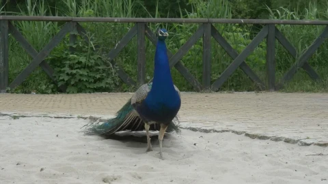 Stock Video Peacock Walking On Sand Live Wallpaper - Free Live Wallpaper