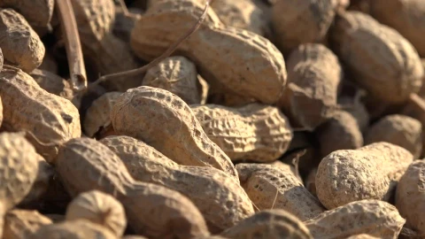 Stock Video Peanuts Close Up Live Wallpaper - Free Live Wallpaper
