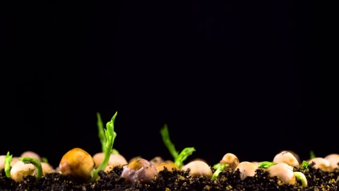 Stock Video Peas Beans Germination Live Wallpaper - Free Live Wallpaper
