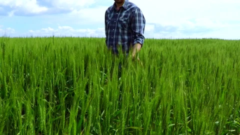 Stock Video Peasant Walking Through A Wheat Field Live Wallpaper - Free Live Wallpaper