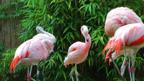 Stock Video Pelicans In Group Live Wallpaper - Free Live Wallpaper