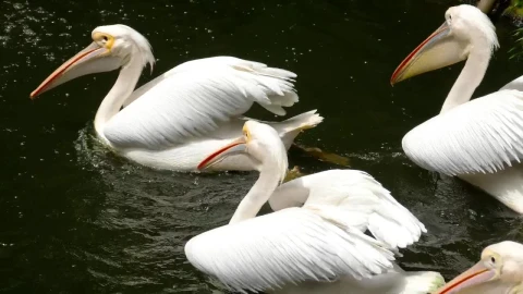 Stock Video Pelicans Swim In The Water Live Wallpaper - Free Live Wallpaper
