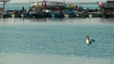 Stock Video Pelicans Swimming Near Fishing Boats Live Wallpaper - Free Live Wallpaper