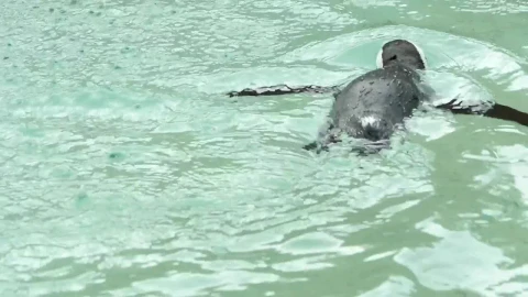 Stock Video Penguin Swimming In The Water Live Wallpaper - Free Live Wallpaper