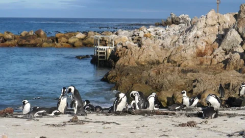 Stock Video Penguins On The Beach Live Wallpaper - Free Live Wallpaper