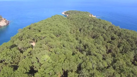 Stock Video Peninsula Covered With A Forest And The Ocean Live Wallpaper - Free Live Wallpaper