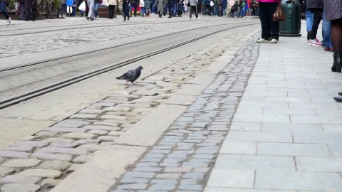 Stock Video People Get Down From The Tram Live Wallpaper - Free Live Wallpaper
