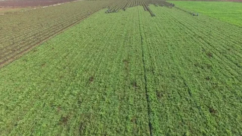 Stock Video People Harvesting In A Large Agricultural Field LargeLive Wallpaper - Free Live Wallpaper