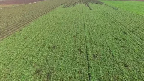 Stock Video People Harvesting In A Large Agricultural Field Live Wallpaper - Free Live Wallpaper