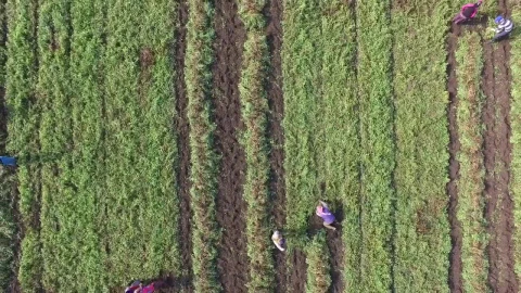 Stock Video People Harvesting In The Crop Field Live Wallpaper - Free Live Wallpaper