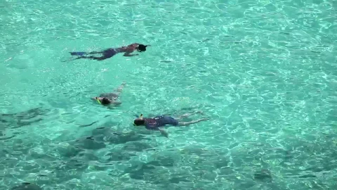 Stock Video People Snorkeling On Crystal Clear Waters Live Wallpaper - Free Live Wallpaper