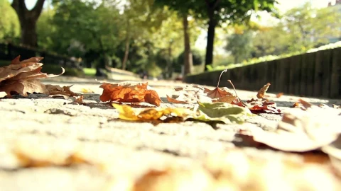 Stock Video People Walking In The Park Live Wallpaper - Free Live Wallpaper