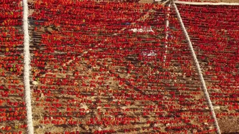 Stock Video Pepper Crops Drying Live Wallpaper - Free Live Wallpaper