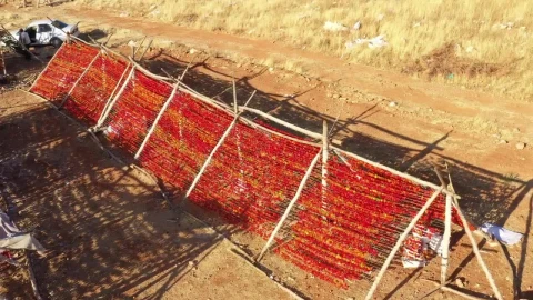 Stock Video Peppers Being Dried After Harvest Live Wallpaper - Free Live Wallpaper