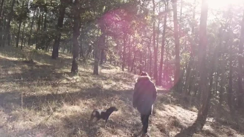 Stock Video Person And Dog Walk Among Trees Live Wallpaper - Free Live Wallpaper