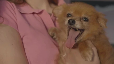 Stock Video Person Carrying A Little Dog Live Wallpaper - Free Live Wallpaper