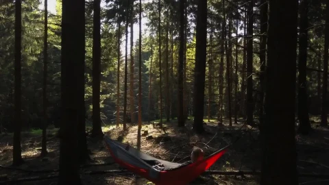 Stock Video Person In A Hammock In The Middle Of A Forest Live Wallpaper - Free Live Wallpaper