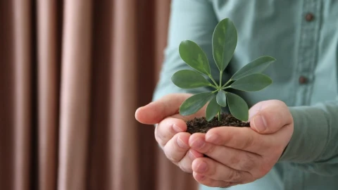 Stock Video Person Holding In His Hands A Small Plant Live Wallpaper - Free Live Wallpaper