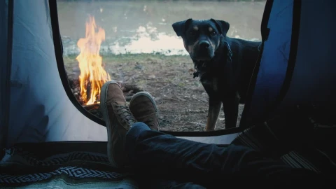 Stock Video Person Inside A Tent With Dog Live Wallpaper - Free Live Wallpaper