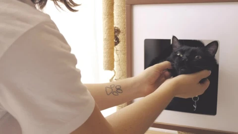 Stock Video Person Petting A Black Cat Live Wallpaper - Free Live Wallpaper