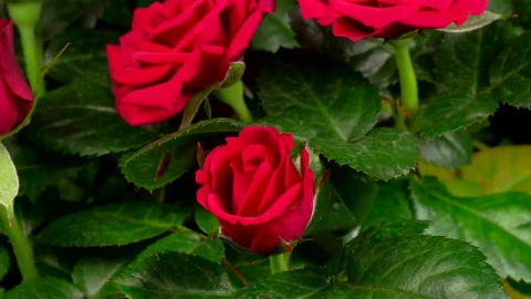 Video Stock Red Roses Opening Their Petals On A Rosebush Live Wallpaper Free - Free Live Wallpaper
