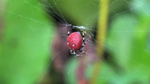 Video Stock Red Spider On A Spider Web Live Wallpaper Free - Free Live Wallpaper