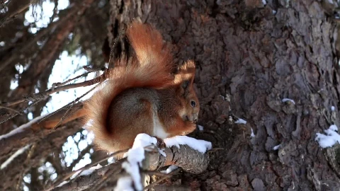 Video Stock Red Squirrel Eating In A Tree Live Wallpaper Free - Free Live Wallpaper