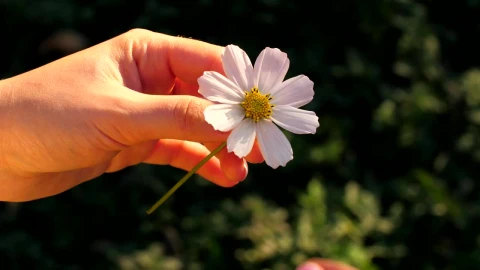 Video Stock Person Plucking Petals From A Chamomile Flower Live Wallpaper Free - Free Live Wallpaper