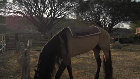 Video Stock Person Puts A Saddle On A Horse Live Wallpaper Free - Free Live Wallpaper
