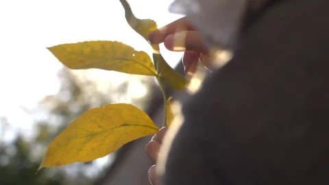 Video Stock Person Touching Yellow Leaves Live Wallpaper Free - Free Live Wallpaper